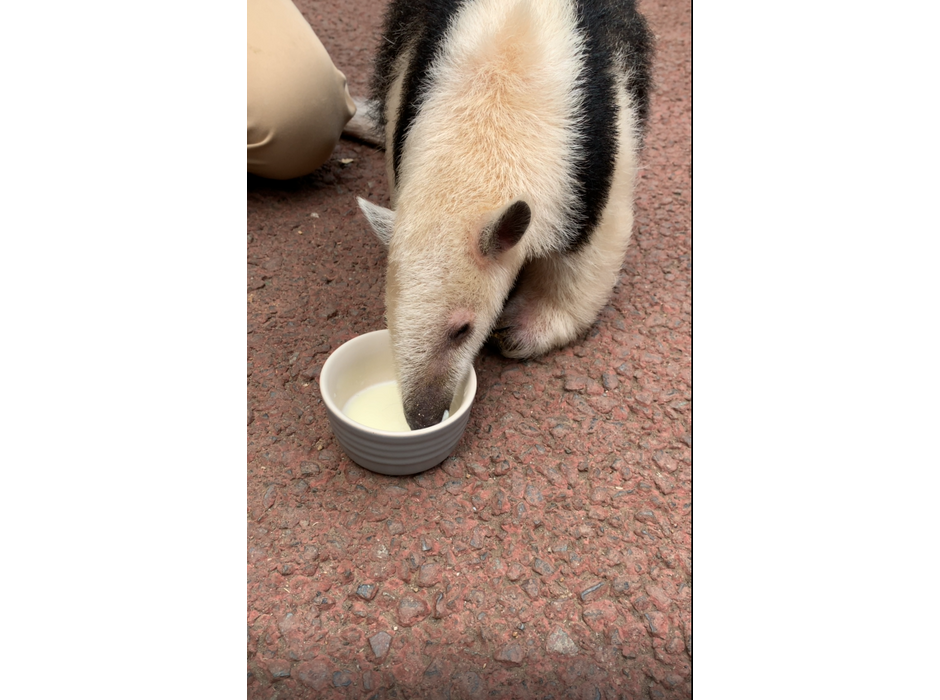 伊豆シャボテン動物公園、「ZOO EATS～オンライン動物おやつあげ体験～」を実施