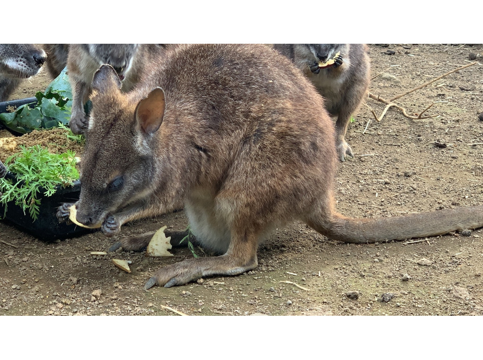 伊豆シャボテン動物公園、「ZOO EATS～オンライン動物おやつあげ体験～」を実施