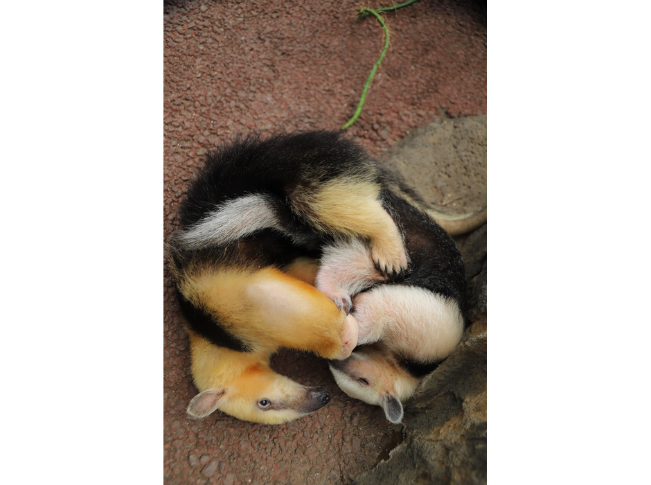 伊豆シャボテン動物公園、「ZOO EATS～オンライン動物おやつあげ体験～」を実施