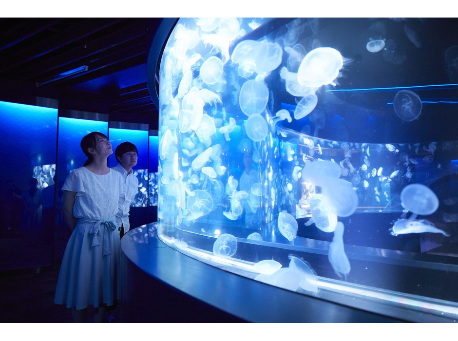 京都水族館、新エリア「クラゲワンダー」を公開