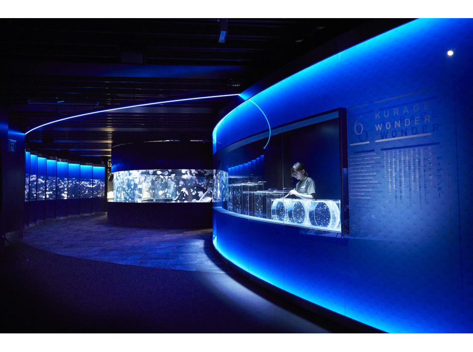 京都水族館、新エリア「クラゲワンダー」を公開