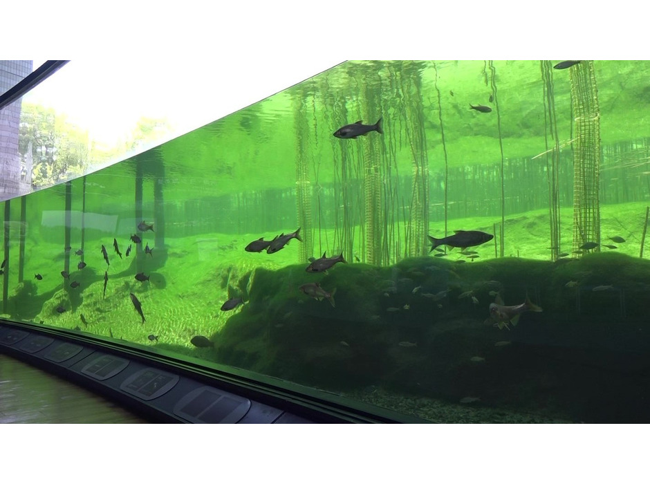 琵琶湖博物館、動画「トンネル水槽をゆったり泳ぐ魚たち」を公開