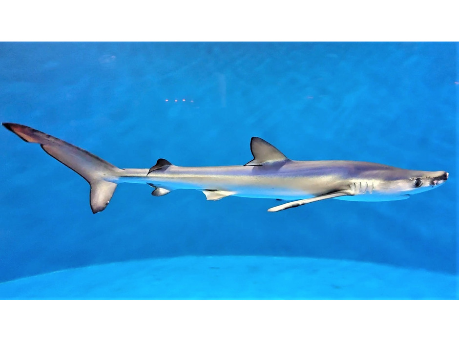 仙台うみの杜水族館、ヨシキリザメの飼育記録更新中