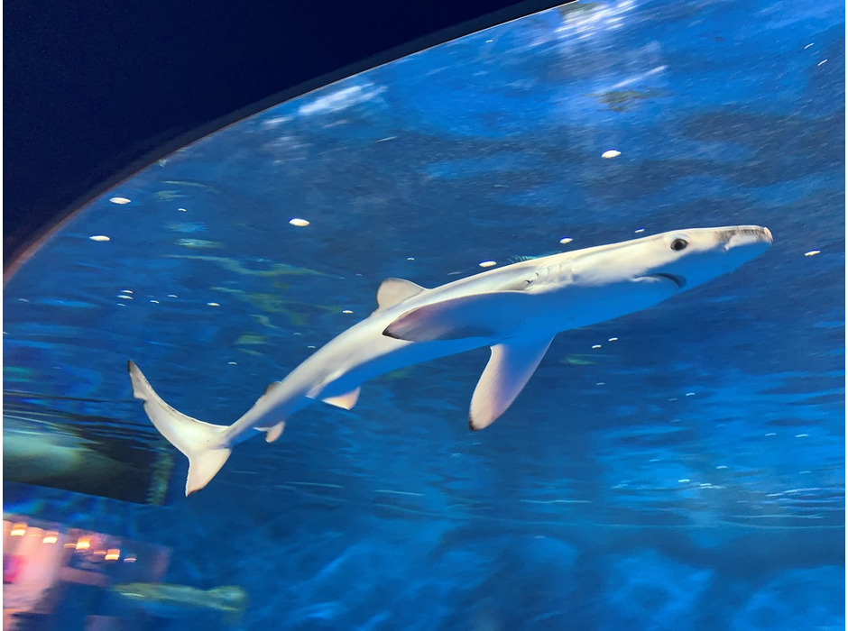仙台うみの杜水族館、ヨシキリザメの飼育記録更新中