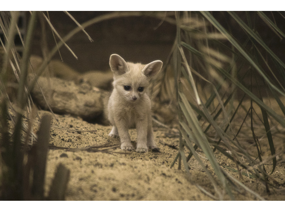 フェネック（「子ども体験館 アクアマリンえっぐ」