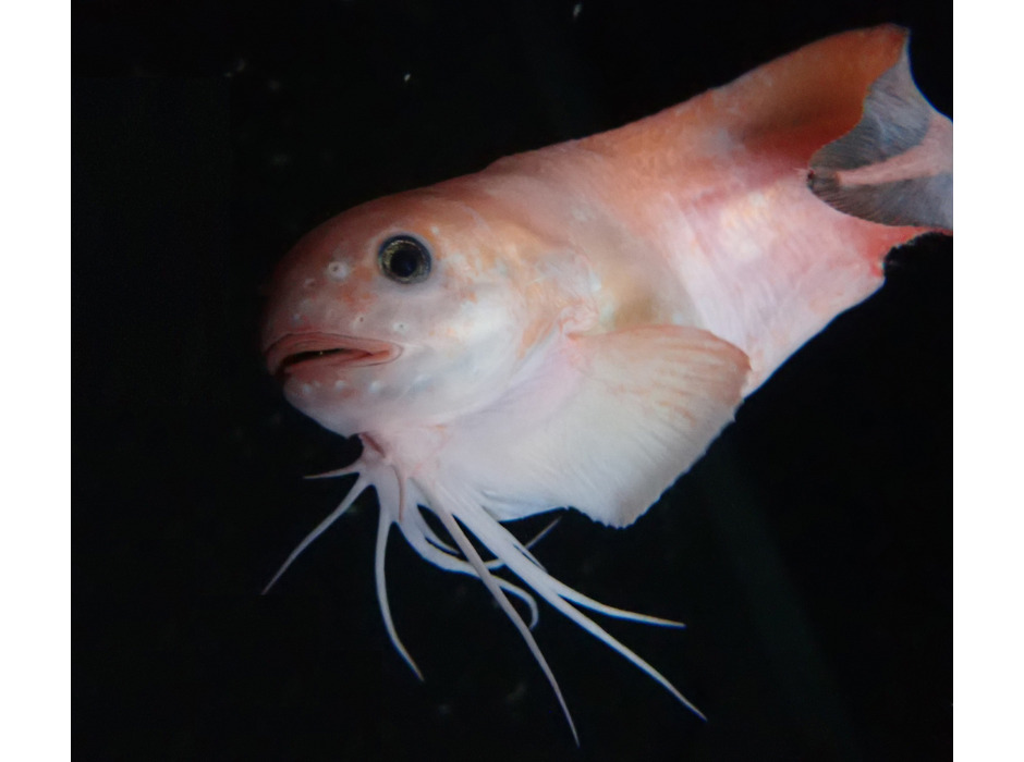 アクアマリンふくしま、新種の深海魚を発見！「モユククサウオ」と命名