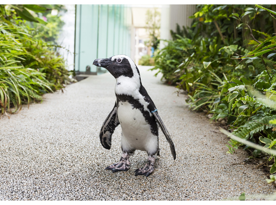 ”世界ペンギンの日” in サンシャイン水族館