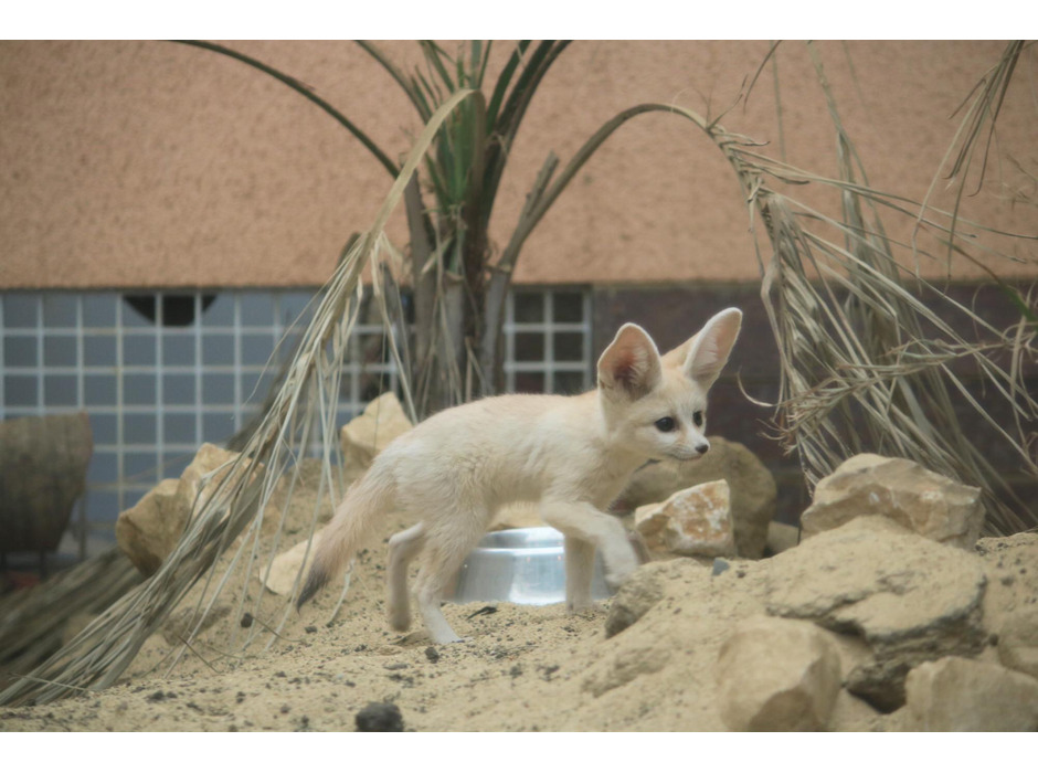 フェネックの子ども、カマル