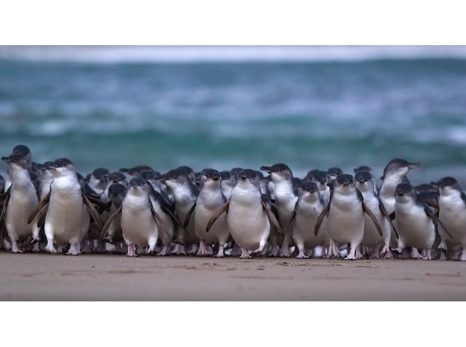 野生動物の楽園フィリップ島よりペンギンパレードを毎日生配信