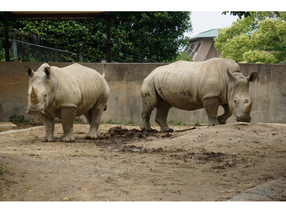 キューサイ、福岡市動物園で開催されるミナミシロサイの名付けイベントに副賞を提供