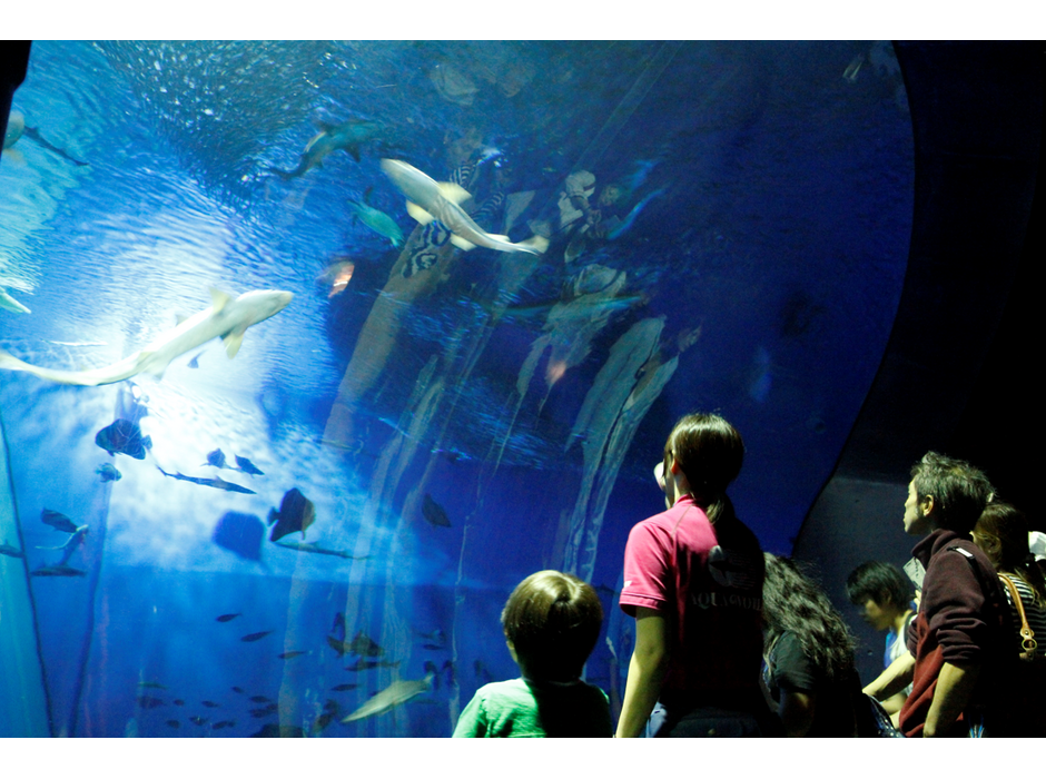 アクアワールド茨城県大洗水族館、3日間限定で「ナイトアクアワールド」を開催