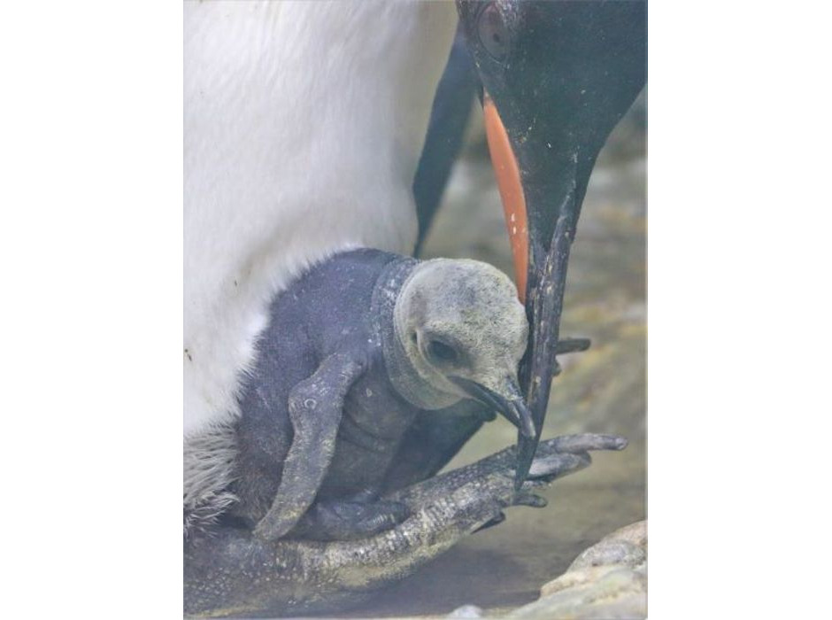 仙台うみの杜水族館、オウサマペンギンのヒナ誕生