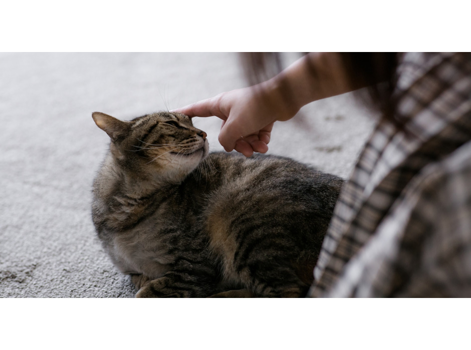 フェリシモ、猫用パーソナルサプリメント「NEKONA」を発売
