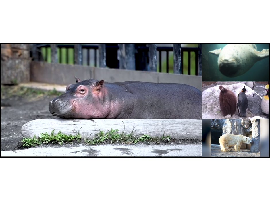 auスマートパスプレミアム会員向けに、新感覚動物園体験「one zooマルチアングル動画」提供開始（KDDI）