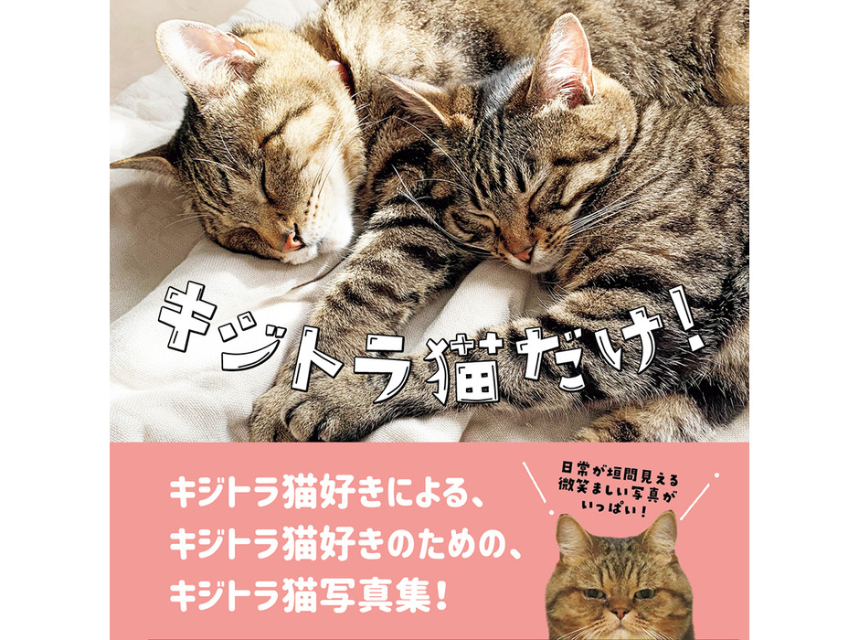 東京ニュース通信社、写真集「キジトラ猫だけ！」を刊行