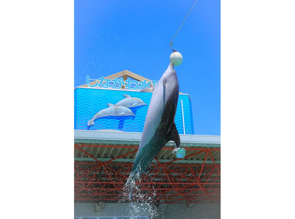 しながわ水族館、イルカショー・アシカショー・アザラシショーを再開