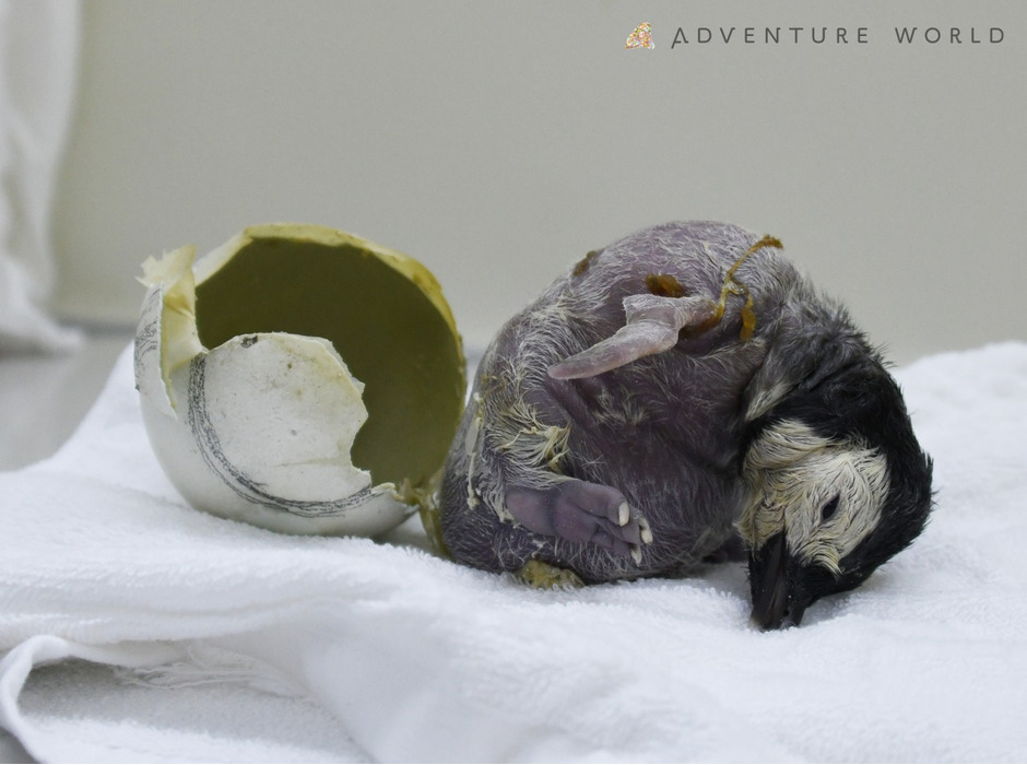 アドベンチャーワールドでエンペラーペンギンの赤ちゃんが誕生