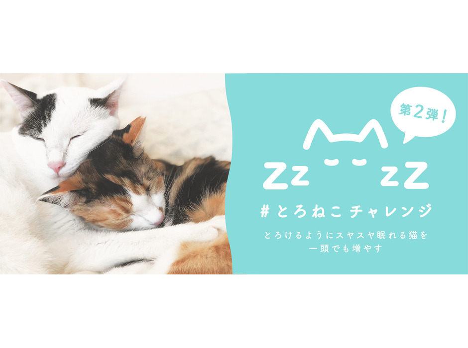 眠る猫の写真やイラストを投稿して保護猫の譲渡活動を支援する「#とろねこチャレンジ」第2弾がスタート