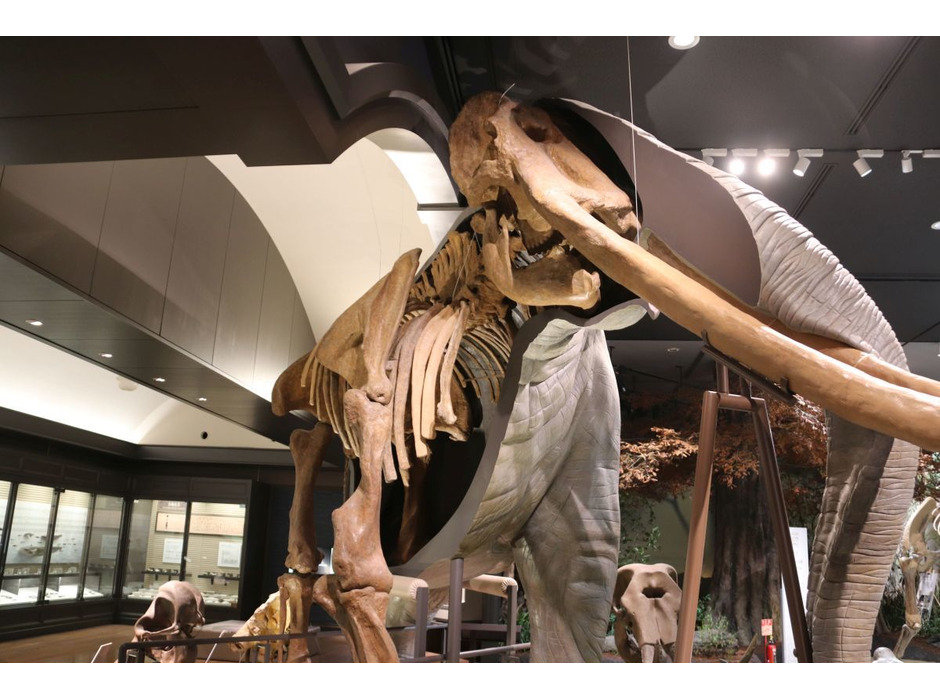 ツダンスキーゾウの反対側は骨格標本となっている