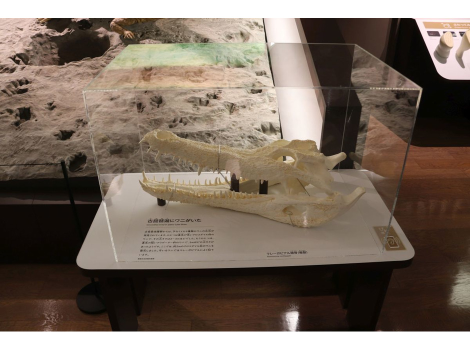 琵琶湖周辺からワニの化石が発見されている