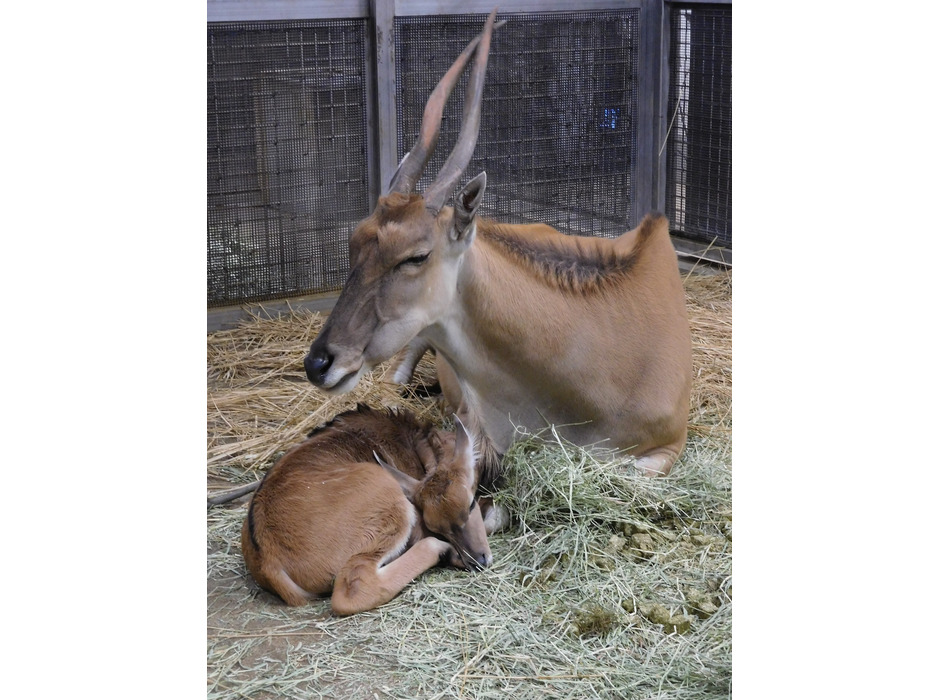 KDDI、auスマートパスプレミアムにて「飼育員さんが選ぶ動物映像作品」特集を公開