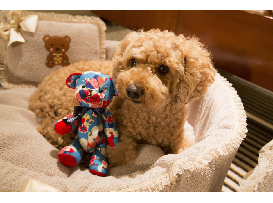ヒルトン東京、愛犬と一緒のステイケーション宿泊プランをGo Toトラベルキャンペーンの対象へ