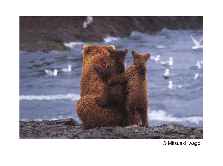オリンパス、2021年オリンパス／WWFカレンダー「Alaskan Summer／夏のアラスカ－小さないのちの大きな時間」を製作