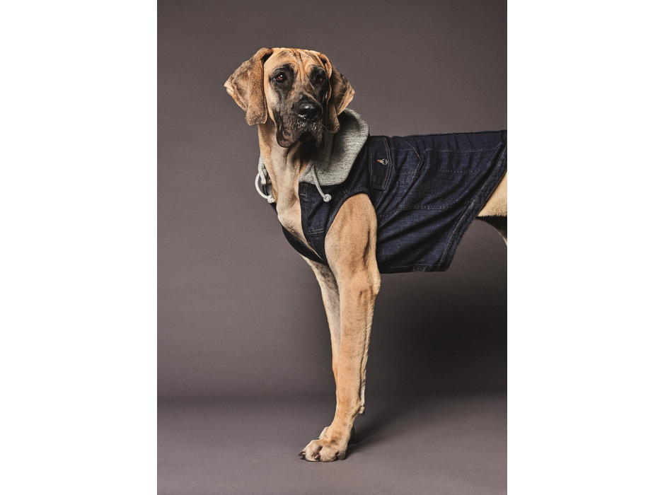 ディースクエアード、高級犬用服飾＆アクセサリーブランドPoldo Dog Coutureとコラボ