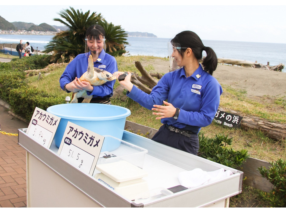 鴨川シーワールド、「海の生き物 公開体重測定」の結果を報告