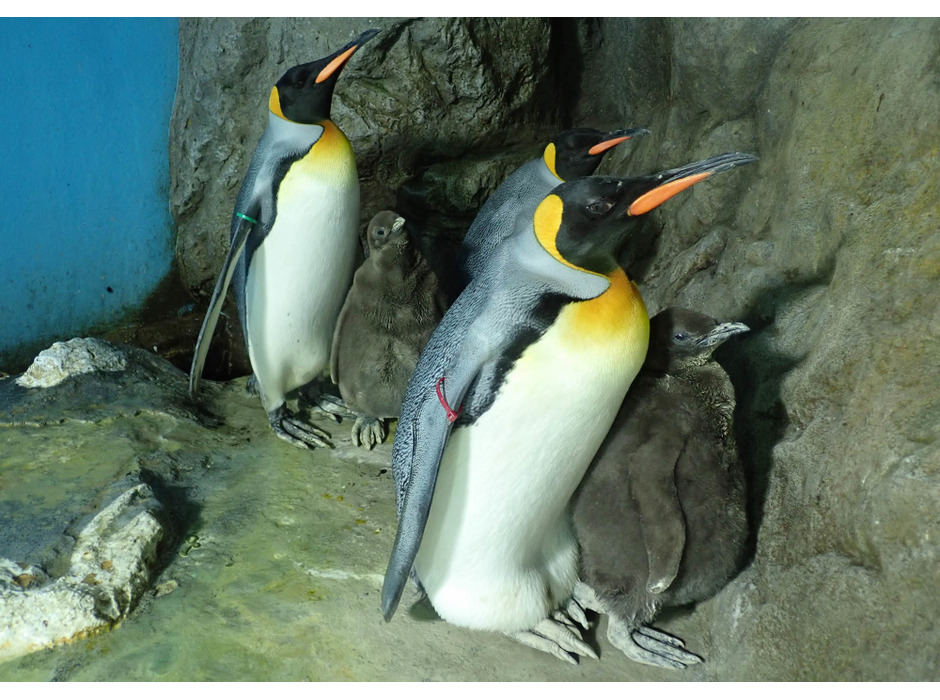 鴨川シーワールド、オウサマペンギンのヒナ3羽が順調に成長中