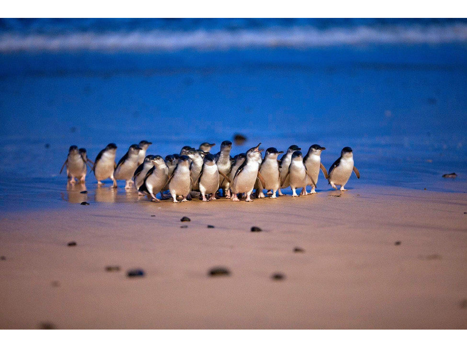 オーストラリア・フィリップ島より「ペンギンパレード」日本語配信開始