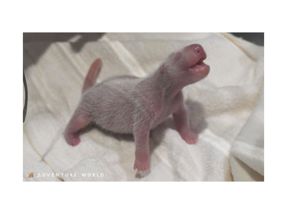 アドベンチャーワールドで17頭目のジャイアントパンダの赤ちゃんが誕生！