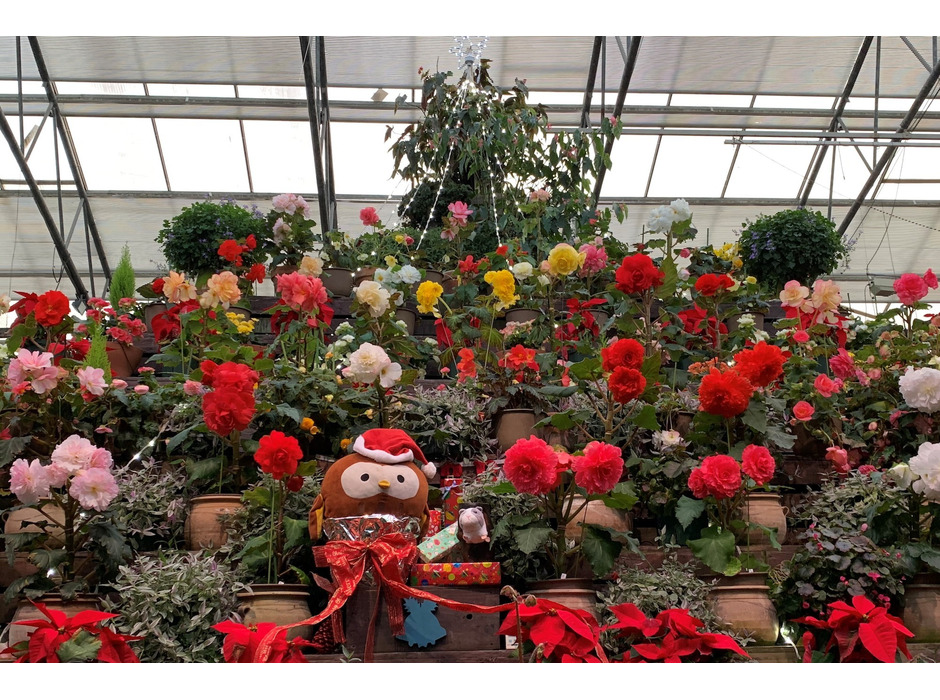 富士花鳥園、クリスマスイベント「フクロウスタッフのお仕事を体験してみよう！」を開催