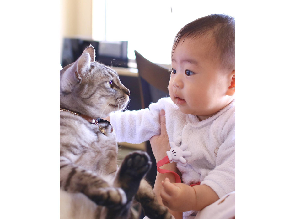 引っ越し当日に猫が娘を優しいまなざしで見ていたときの1枚が、この度日本愛護動物協会主催 第40回ペット写真コンテストにて「ペット大賞 環境大臣賞」を受賞しました