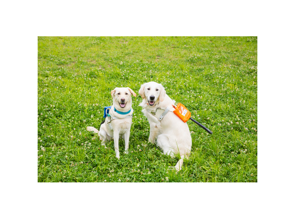 日本盲導犬協会、「オンラインで知る 盲導犬トリビア」を配信