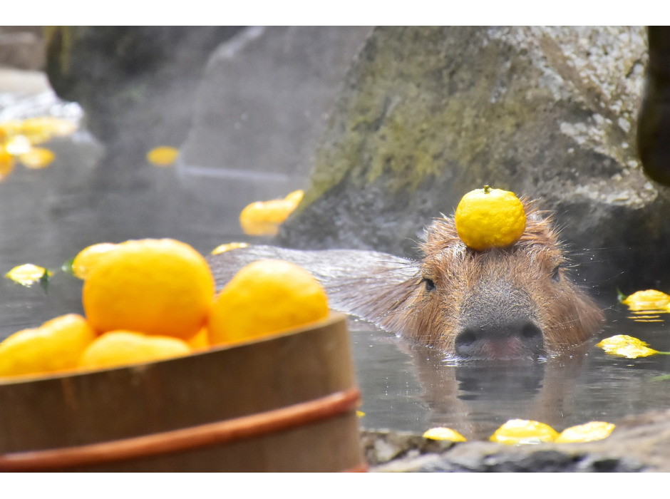 伊豆シャボテン動物公園、恒例の「カピバラのゆず湯」を開催