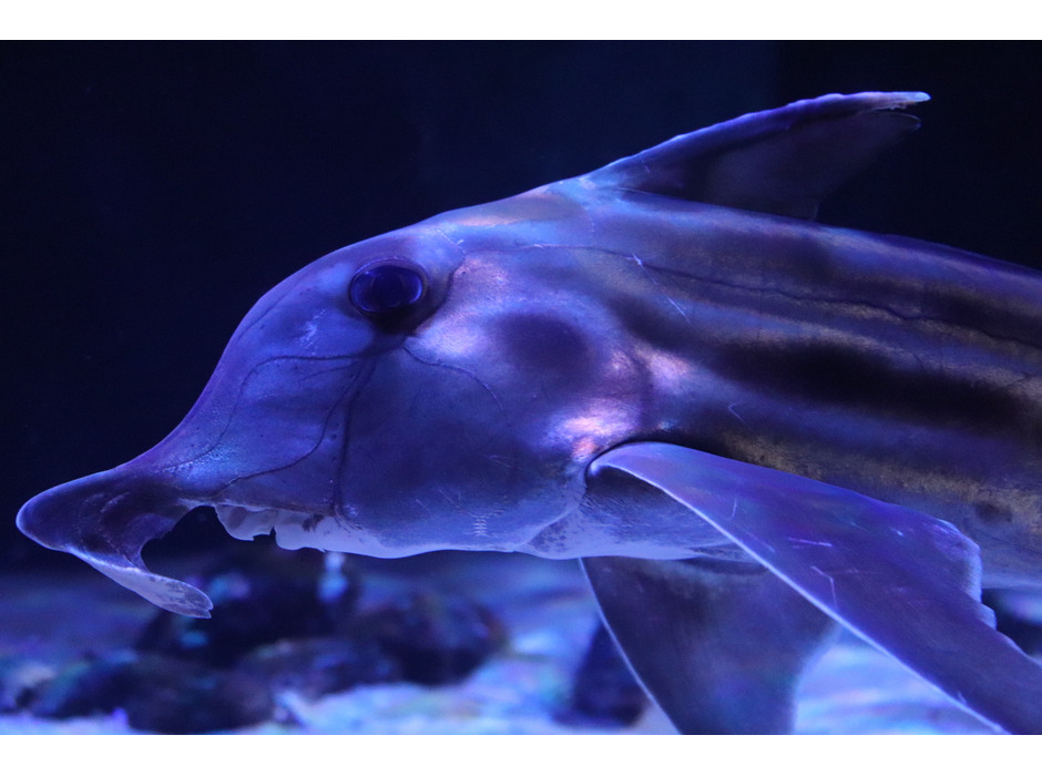 サンシャイン水族館、深海生物に焦点を当てたイベント「ゾクゾク深海生物2021」を開催