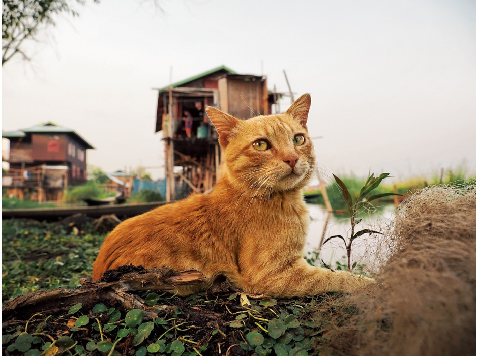 そごう千葉店、写真展「劇場版 岩合光昭の世界ネコ歩き あるがままに、水と大地のネコ家族」を開催