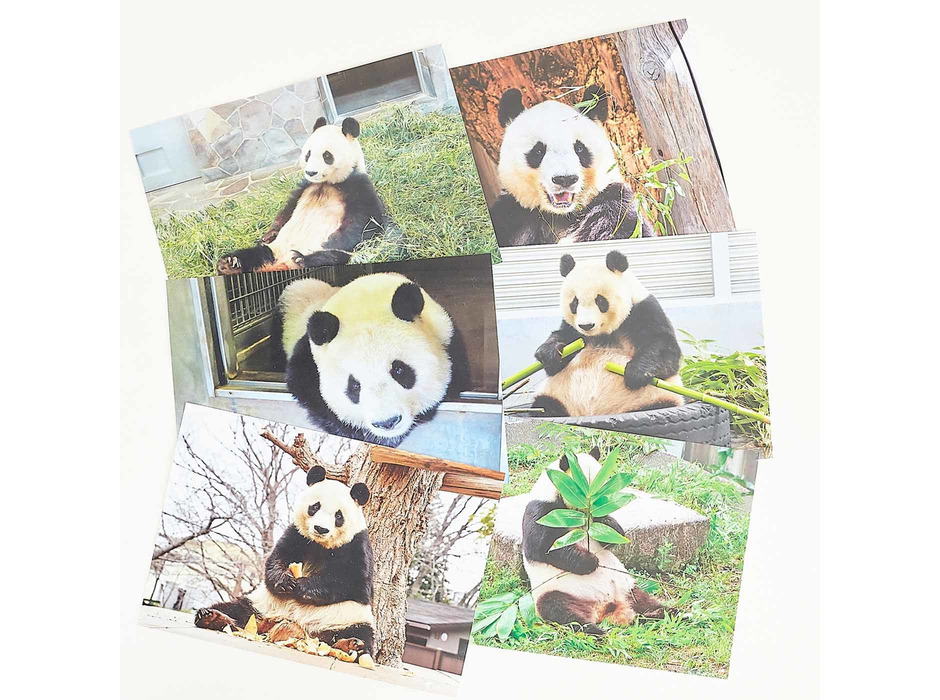 フェリシモ、神戸市立王子動物園のパンダ「タンタン」の100枚便箋を発売