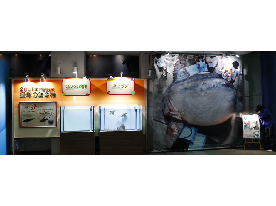 鴨川シーワールド、特別展示「2021年干支の生き物～海の丑たち～」をトロピカルアイランド特設会場にて開催