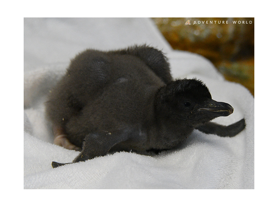 アドベンチャーワールドで6種類25羽のペンギンの赤ちゃんが誕生