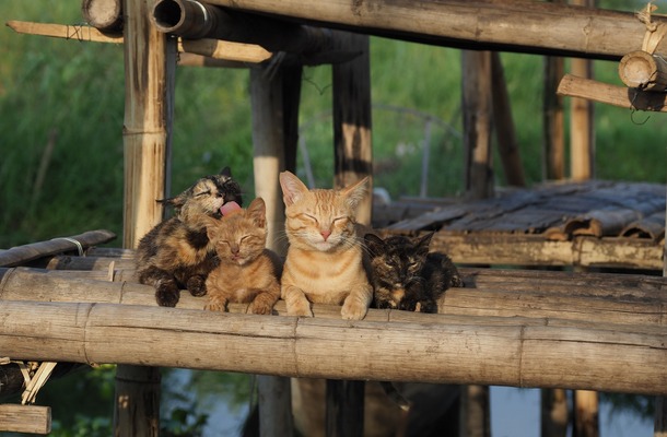 劇場版 岩合光昭の世界ネコ歩き あるがままに、水と大地のネコ家族