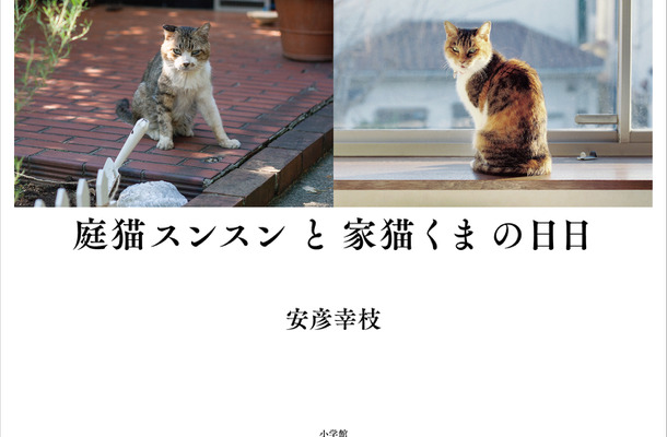 猫をめぐる命の物語・写真集『庭猫スンスンと家猫くまの日日』、小学館より刊行