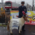ミニチュアポニーが京急の馬堀海岸駅の1日駅長に就任。
