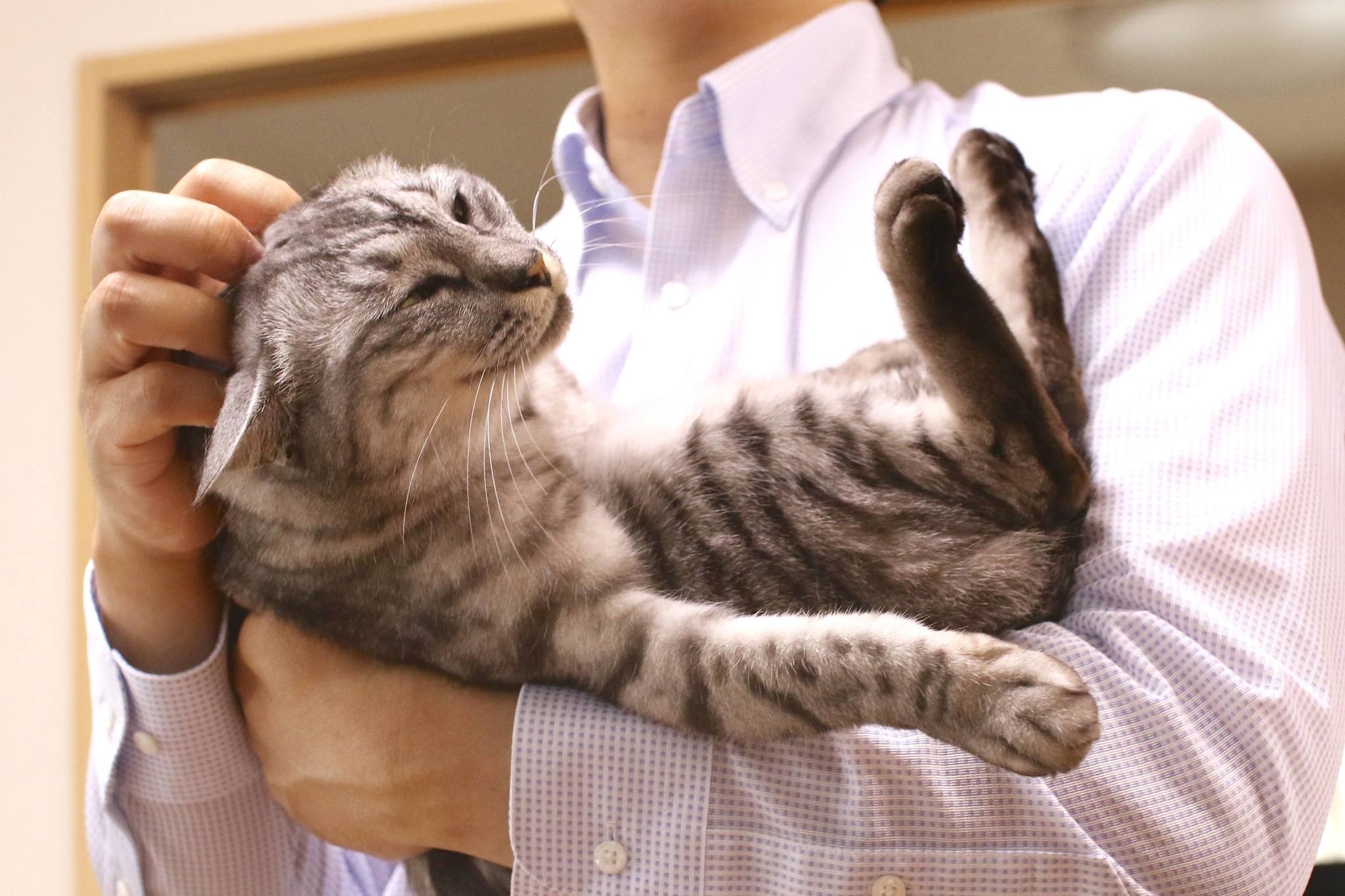 赤ちゃんと猫 Vol 12 娘 初めての猫カフェデビュー そのあと愛猫は 9枚目の写真 画像 動物のリアルを伝えるwebメディア Reanimal