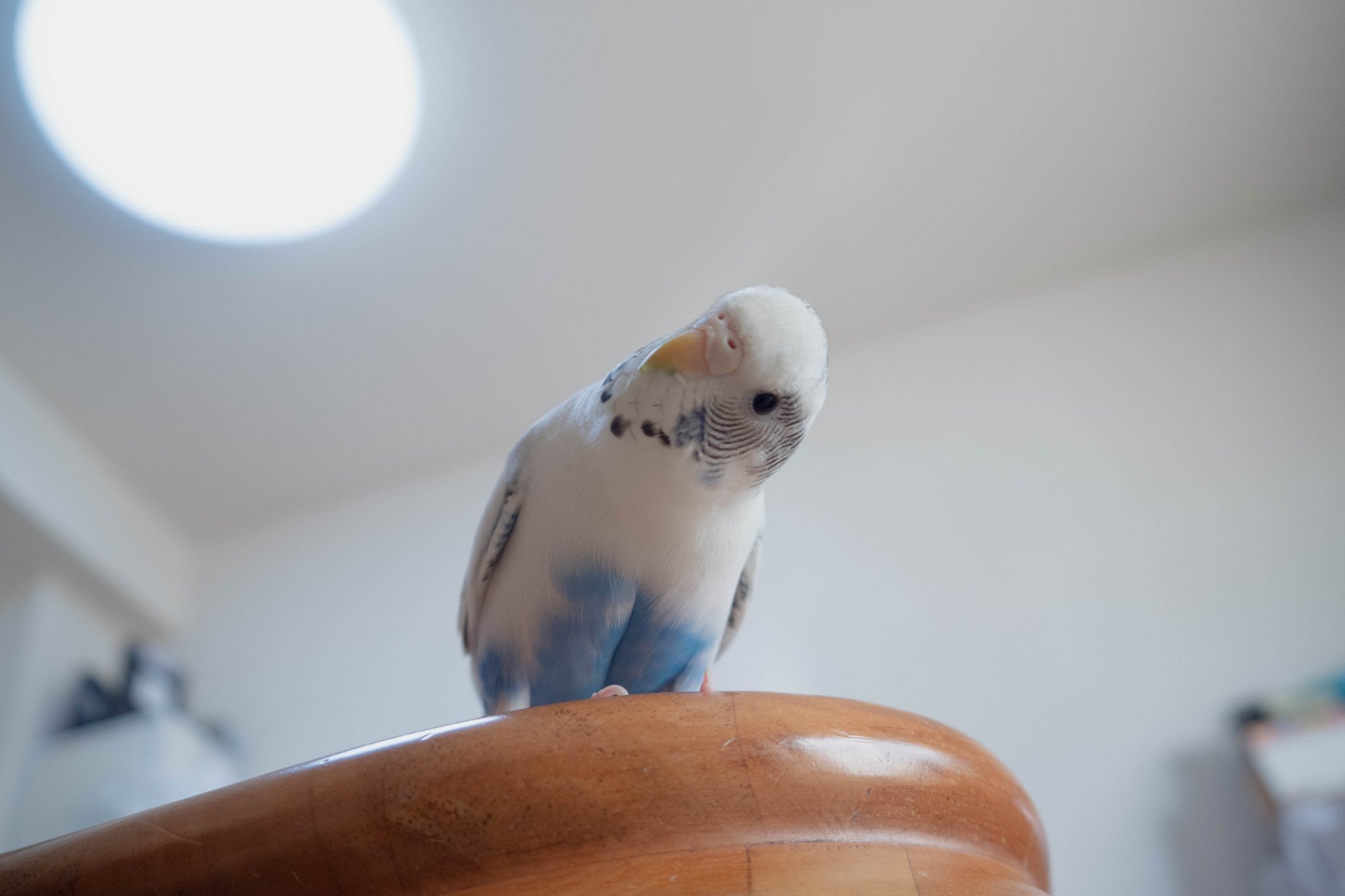 知っているようでよく知らない セキセイインコってこんな生き物 コラムまとめ 4枚目の写真 画像 動物のリアルを伝えるwebメディア Reanimal 知っているようでよく知らない セキセイインコってこんな生き物 コラムまとめ 4枚目の写真 画像 動物のリアルを伝えるwebメディア Reanimal
