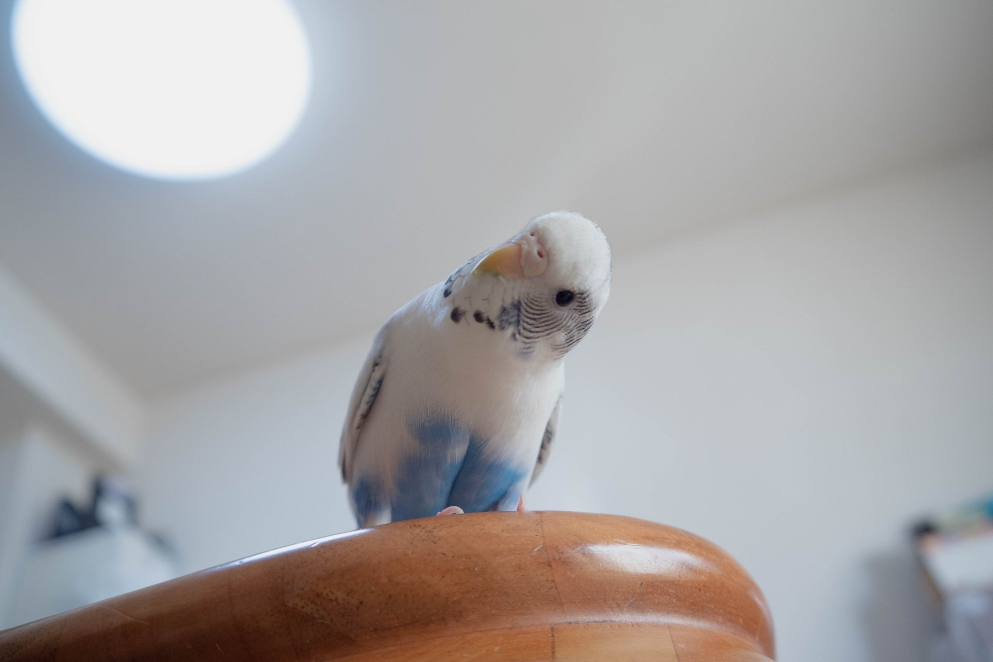 知っているようでよく知らない セキセイインコってこんな生き物 コラムまとめ 4枚目の写真 画像 動物のリアルを伝えるwebメディア Reanimal