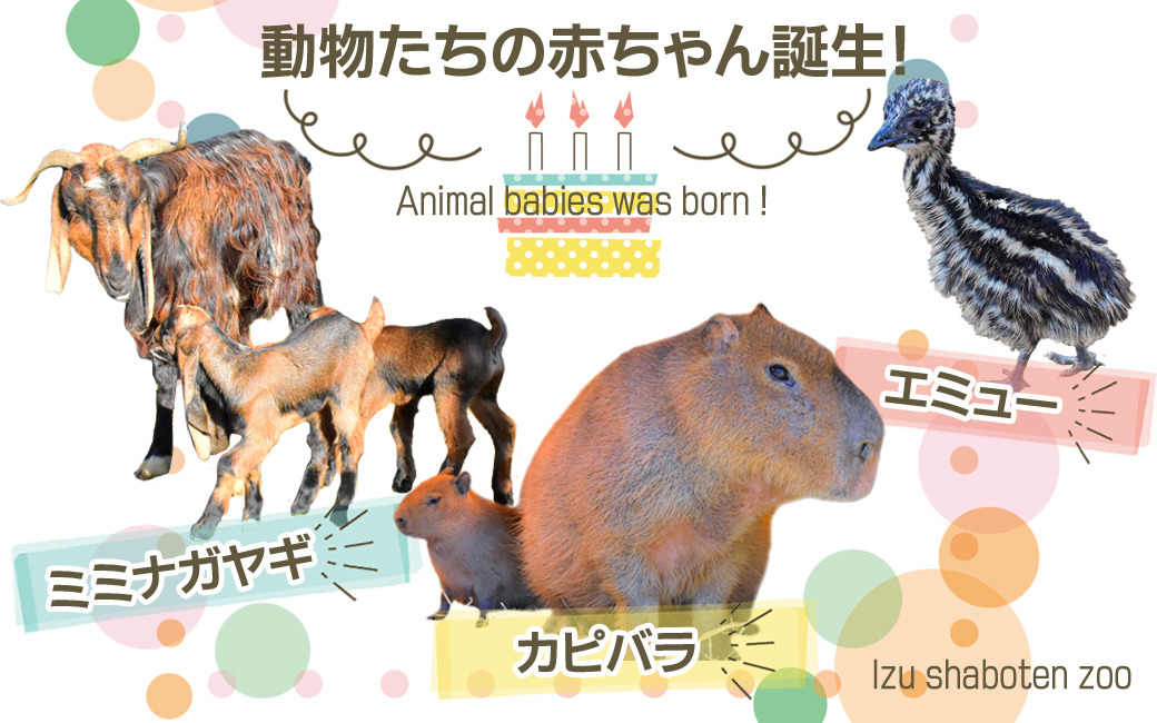 伊豆シャボテン動物公園でカピバラ ミミナガヤギ エミューの赤ちゃん誕生 4枚目の写真 画像 動物のリアルを伝えるwebメディア Reanimal