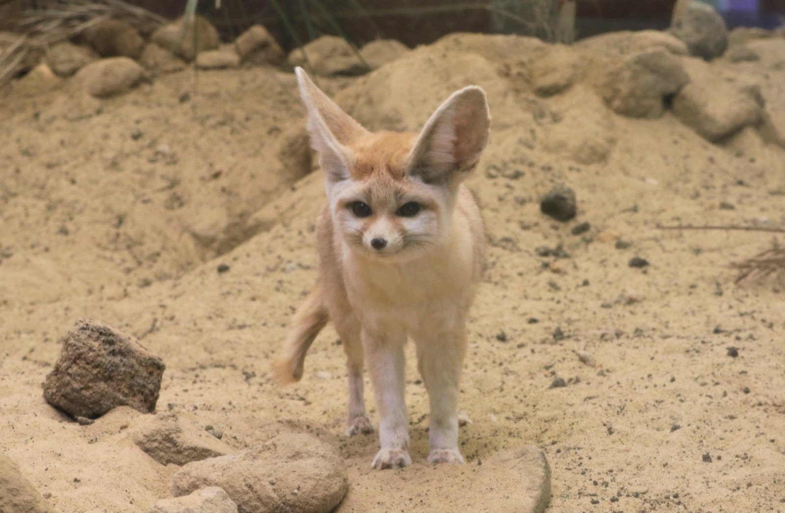 アクアマリンふくしま フェネックの表情や仕草をtwitterで紹介 3枚目の写真 画像 動物のリアルを伝えるwebメディア Reanimal