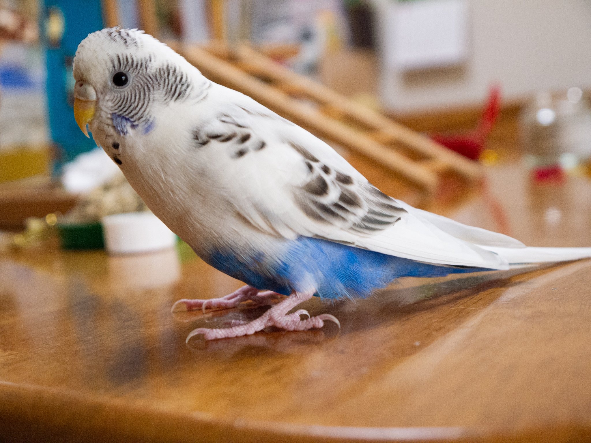 セキセイインコと暮らす日々 個性は十鳥十色 カイちゃんの覚えた 都合の良い 言葉とは 2枚目の写真 画像 動物のリアルを伝えるwebメディア Reanimal